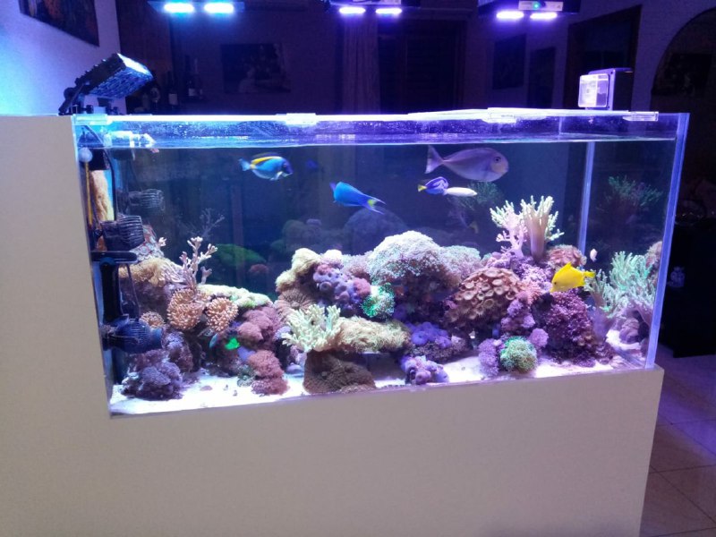 acquario 1