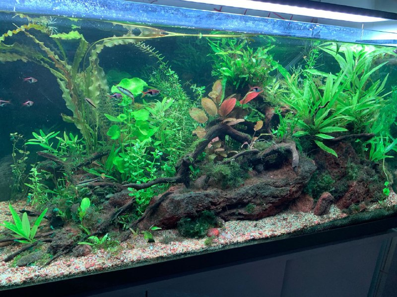 acquario 3