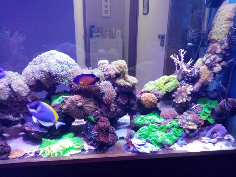 acquario 4