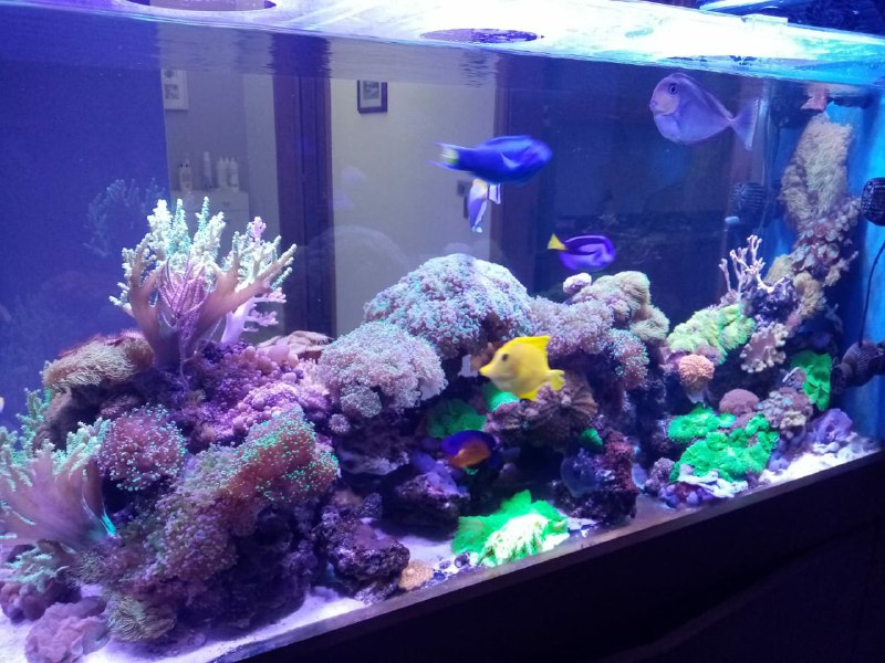 acquario 5 1