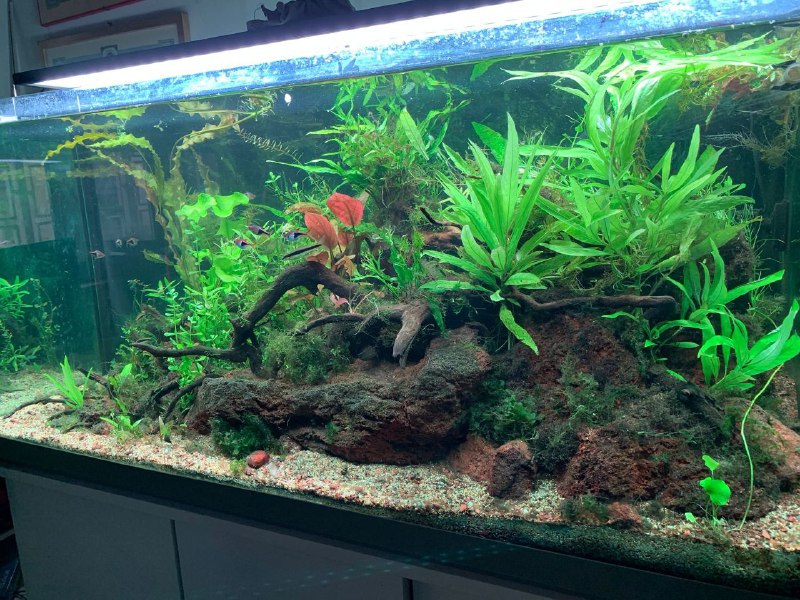 acquario 6